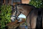 Stalmedewerker Stal Hulp Paarden Verzoring