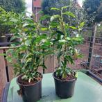 Portugese Laurier en Euonymus green spire(Buxus vervanger), Ophalen, Overige soorten, Haag, Minder dan 100 cm