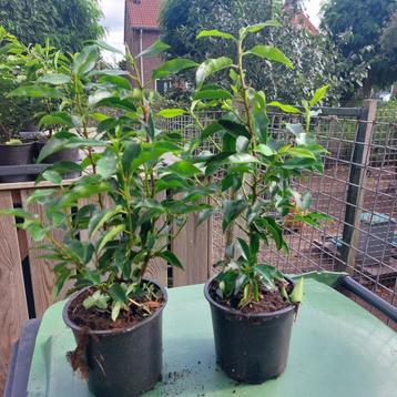 Portugese Laurier en Euonymus green spire(Buxus vervanger) beschikbaar voor biedingen