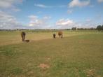 Paard/Pony Stal te huur, Dieren en Toebehoren, Stalling en Weidegang, Weidegang