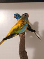 Splendid parkieten 2025 Limburg België, Dieren en Toebehoren, Vogels | Parkieten en Papegaaien, Meerdere dieren, Parkiet, Geringd