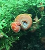 Rode posthoornslakjes, Slak of Weekdier, Zoetwatervis