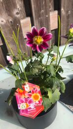 Dahlia, Tuin en Terras, Planten | Tuinplanten, Ophalen of Verzenden, Zomer, Overige soorten, Volle zon