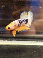 Betta splendes koi hellboy geel, Dieren en Toebehoren, Vissen | Aquariumvissen, Vis, Zoetwatervis