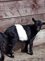 Lakenvelder dwerg bokjes, Dieren en Toebehoren, Schapen, Geiten en Varkens, Mannelijk, Geit