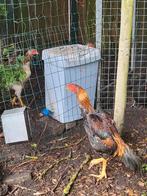 Shamo  kippen te koop, Dieren en Toebehoren, Pluimvee, Meerdere dieren, Kip