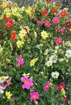 🌺  Biologische Dahlia zaden en knollen! mix te koop 🌼, Ophalen of Verzenden, Voorjaar, Volle zon, Zaad
