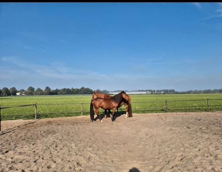 Paddock schuilstal weidegang onbeperkt onverpakt hooi, Dieren en Toebehoren, Stalling en Weidegang, Opfok, Weidegang