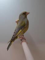 6-0 Europese groenling, Dieren en Toebehoren, Vogels | Overige Vogels, Mannelijk, Wildzangvogel, Geringd