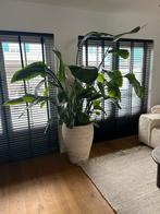 Strelitzia Nicolai - Paradijsvogelplant, Ophalen, Overige soorten, Halfschaduw, In pot