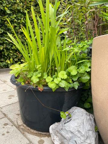 Grote plantenkuip met bijenplanten!. Gifvrij! beschikbaar voor biedingen