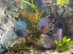 Discus vissen, Dieren en Toebehoren, Vissen | Aquariumvissen, Vis, Zoetwatervis