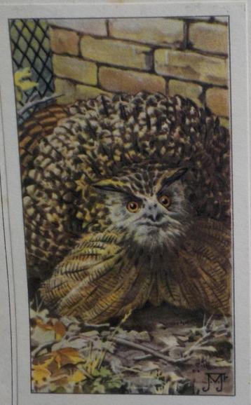 Oehoe (plaatje 5,5 x 9 cm.) beschikbaar voor biedingen