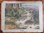 Schoolplaat "Op de heide" / M.A. Koekkoek, Ophalen, Natuur en Biologie