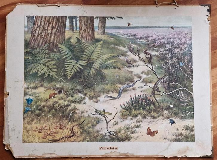 Schoolplaat "Op de heide" / M.A. Koekkoek, Antiek en Kunst, Antiek | Schoolplaten, Natuur en Biologie, Ophalen