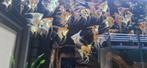 jonge koi/gold maanvissen, Dieren en Toebehoren, Ophalen, Nieuw
