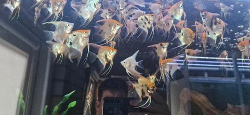 jonge koi/gold maanvissen, Dieren en Toebehoren, Vissen | Aquaria en Toebehoren, Nieuw, Ophalen
