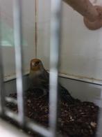 Kanarie x putter   ( 3 stuks ), Dieren en Toebehoren, Mannelijk, Wildzangvogel, Geringd