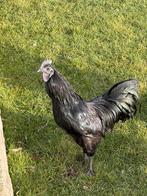 Mooie jonge Ayam Cemani haan! (Mei ‘25), Dieren en Toebehoren, Pluimvee, Mannelijk, Kip