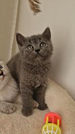 Britse korthaar kitten poesje, Dieren en Toebehoren, Katten en Kittens | Raskatten | Korthaar, Meerdere dieren, Ontwormd, 0 tot 2 jaar
