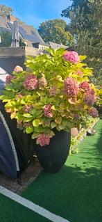 Prachtige Hortensia in Pot +/- 1,5 meter hoog, Vaste plant, Halfschaduw, Zomer, Ophalen