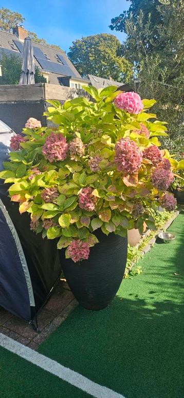 Prachtige Hortensia in Pot +/- 1,5 meter hoog beschikbaar voor biedingen