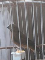 Mooie twatwa pop van 2019 heeft geen ring, Dieren en Toebehoren, Vogels | Kanaries, Vrouwelijk, Bastaard