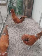 Hollandse kuifhoenders, Meerdere dieren, Eend