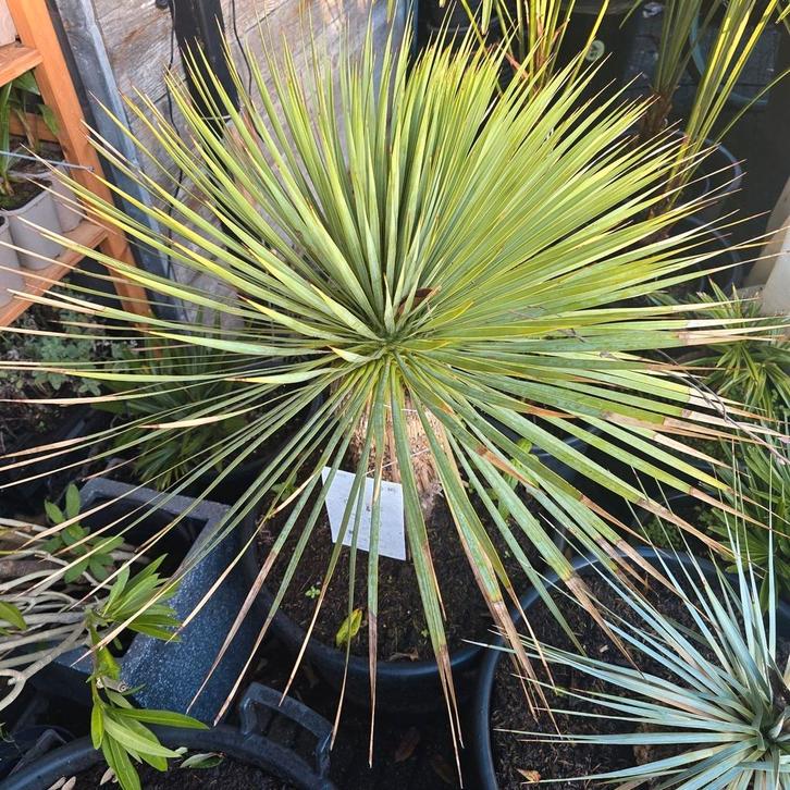 Yucca ‘Blue Swan’ – Stoer, stijlvol en winterhard, Tuin en Terras, Planten | Tuinplanten, Overige soorten, Volle zon, Ophalen of Verzenden