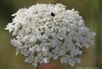 Bio zaden Wilde peen - Daucus carota | Inheems & Eetbaar, Verzenden, Voorjaar, Volle zon, Zaad