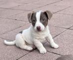 Jack russel pups, Jack Russell Terriër, 8 tot 15 weken, Meerdere, Meerdere dieren