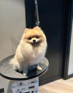 Pommeriaan herplaatsen reu 3 jaar, Dieren en Toebehoren, Reu, Eén hond, 3 tot 5 jaar, Nederland