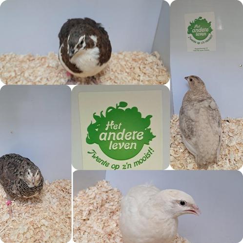 japanse kwartels 4-8 weken oud, Dieren en Toebehoren, Pluimvee, Overige soorten, Geslacht onbekend