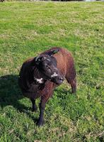 Makke jonge ram te koop!, Dieren en Toebehoren, Mannelijk, Schaap, 0 tot 2 jaar