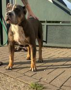 American bully teefje, Dieren en Toebehoren, Honden | Bulldogs, Pinschers en Molossers, België, Particulier, Rabiës (hondsdolheid)