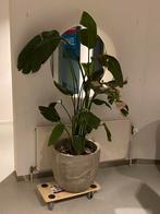 Grote paradijsvogelplant met pot. Zeer zwaar, Huis en Inrichting, Kamerplanten, Overige soorten, In pot, 150 tot 200 cm, Groene kamerplant