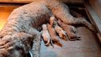 Labradoodle pups (Multigen), Overige rassen, 8 tot 15 weken, Meerdere, Meerdere dieren