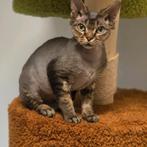 Devon Rex katerjte  Beschikbaar, Kater, Gechipt, 0 tot 2 jaar