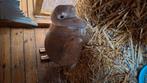 Franse hangoor Browney, Dieren en Toebehoren, Konijnen, Vrouwelijk, Groot, Hangoor, 0 tot 2 jaar