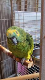 Blauwvoorhoofd papegaai, Dieren en Toebehoren, Vogels | Parkieten en Papegaaien, Vrouwelijk, Papegaai, Tam