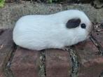 Leuke california beer, Cavia, Mannelijk, November, Tam