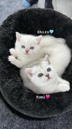 Britse korthaar kittens  1 poesje nog beschikbaar, Dieren en Toebehoren, Gechipt, Meerdere dieren, 0 tot 2 jaar