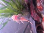 Ik heb nog enkele L144 red jonge, Dieren en Toebehoren, Vis