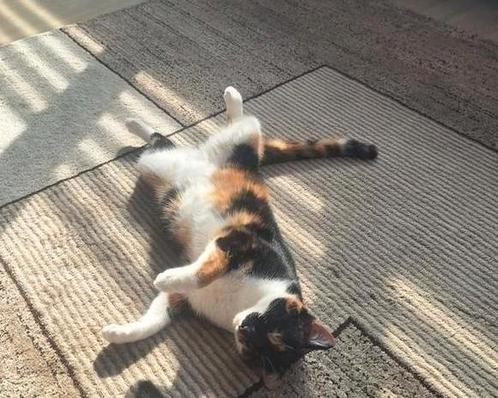 Lieve poes, Dieren en Toebehoren, Katten en Kittens | Overige Katten, Poes