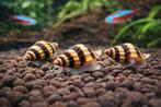 Slaketende slak - Helena slakken - 7 stuks €5, Dieren en Toebehoren, Vissen | Aquariumvissen, Slak of Weekdier