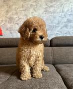 Toy poedels pups . Teefjes, Dieren en Toebehoren, België, Particulier, 8 tot 15 weken, Teef