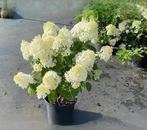 hortensia Lime Light, Ophalen of Verzenden, Overige soorten, Halfschaduw