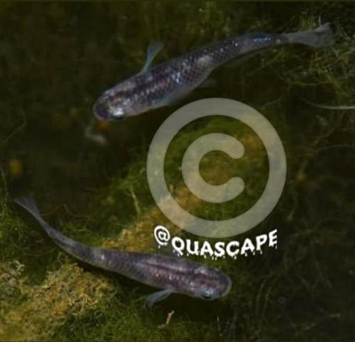 Medaka Japanse Rijstvis - White Black Tiger (mini koi), Dieren en Toebehoren, Vissen | Vijvervissen, Overige soorten