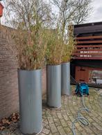 3 bamboo planten met RVS bak. Ong 1,5 hoogte bak., Ophalen
