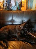 Hollandse Herder van 1jaar, Dieren en Toebehoren, Honden | Herdershonden en Veedrijvers, 15 weken tot 1 jaar, Teef, Eén hond, Herder